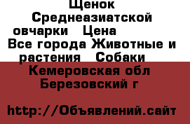Щенок Среднеазиатской овчарки › Цена ­ 35 000 - Все города Животные и растения » Собаки   . Кемеровская обл.,Березовский г.